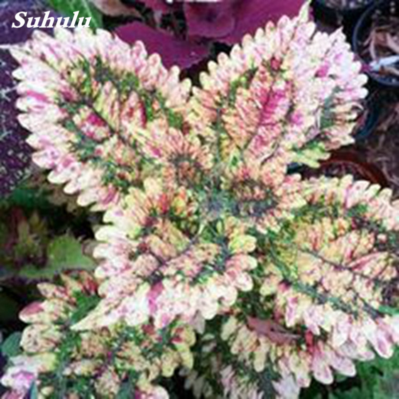 200 Pcs Coleus Bonsai Rare Coleus Blumei Rainbow Mix Color Flower Bonsai for Home Garden Indoor Bonsai Plant Coleus flower seeds
200 Pcs Coleus Bonsai Rare Coleus Blumei Rainbow Mix Color Flower Bonsai for Home Garden Indoor Bonsai Plant Coleus flower seeds