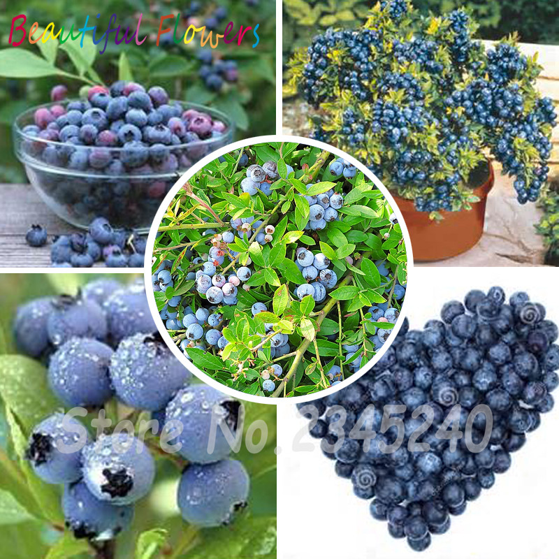 Bonsai 1000 pcs/ bag Seeds Bonsai Edible Blueberry Delicious Fruit Indoor Outdoor Available Highbush Fruta Tree Home Garden Flower Pot
Bonsai 1000 pcs/ bag Seeds Bonsai Edible Blueberry Delicious Fruit Indoor Outdoor Available Highbush Fruta Tree Home Garden Flower Pot