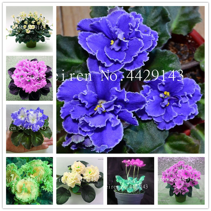 100pcs Seeds Mini Bonsai Violet plants Rare African Flower For Garden Potted Perennial Herb Indoor Plant Flowers Matthiola Incana plant
100pcs Seeds Mini Bonsai Violet plants Rare African Flower For Garden Potted Perennial Herb Indoor Plant Flowers Matthiola Incana plant