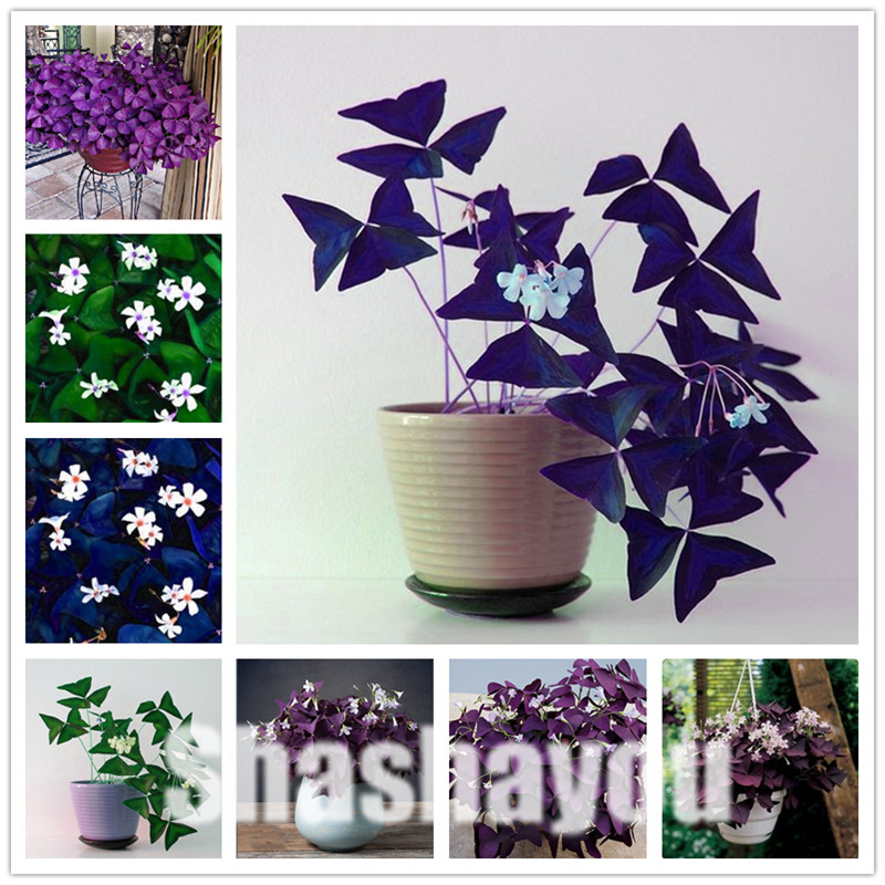 Oxalis Wood Sorrel Flower Oxalis Purple Shamrock Clover 100% Real Flower Bonsai plant Perennial Outdoor for Home Garden Seeds 200 Pcs
Oxalis Wood Sorrel Flower Oxalis Purple Shamrock Clover 100% Real Flower Bonsai plant Perennial Outdoor for Home Garden Seeds 200 Pcs