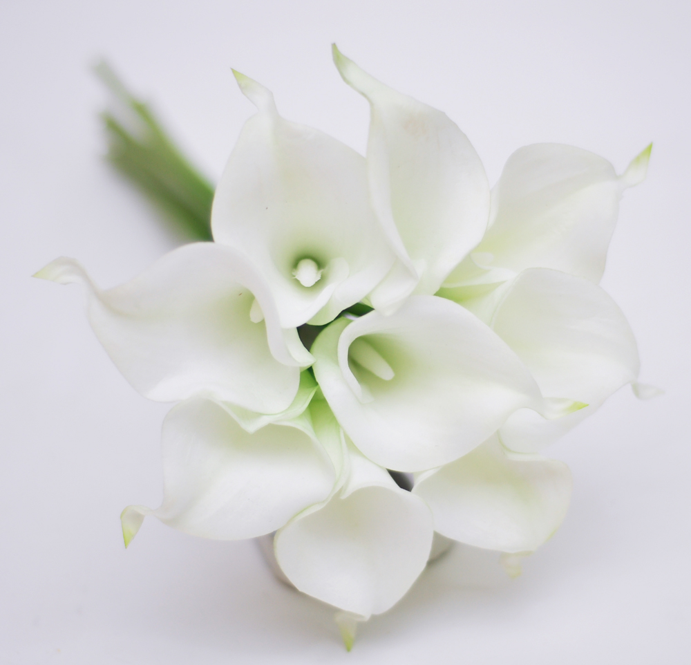9pcs White Ivory Real Touch Artificial Picasso Calla Lilies Flower Arrangement for Wedding Bouquet and Home Decor, Milky white
9pcs White Ivory Real Touch Artificial Picasso Calla Lilies Flower Arrangement for Wedding Bouquet and Home Decor, Milky white