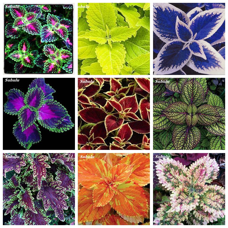 200 pcs Seeds Janpanse Bonsai Coleus Plant Rainbow Dragon Foliage Plants Outdoor Blooming Potted Flower Plant for Home Garden Planting
200 pcs Seeds Janpanse Bonsai Coleus Plant Rainbow Dragon Foliage Plants Outdoor Blooming Potted Flower Plant for Home Garden Planting