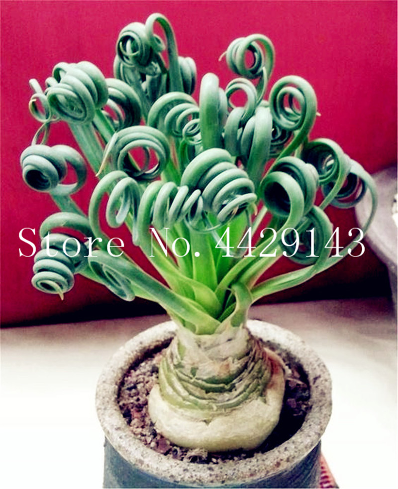 200 Pcs Seeds Spring Grass Plant Succulents plant Grass DIY flower bonsai Potted Garden Home Exotic Plant Spiral Grass Ornamental Bonsai
200 Pcs Seeds Spring Grass Plant Succulents plant Grass DIY flower bonsai Potted Garden Home Exotic Plant Spiral Grass Ornamental Bonsai