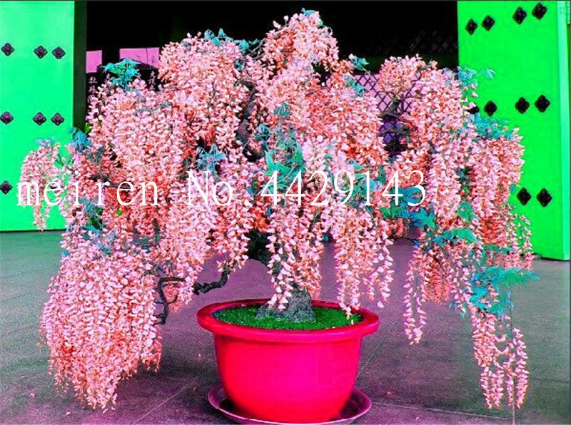 Sale! 20 pcs/bag Seeds Wisteria plants wisteria flowers bonsai flower bonsai tree Indoor ornamental plants 100% true for home garden
Sale! 20 pcs/bag Seeds Wisteria plants wisteria flowers bonsai flower bonsai tree Indoor ornamental plants 100% true for home garden