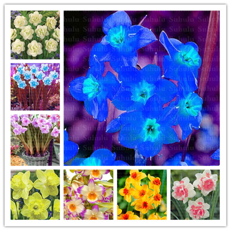 Hot 200 Pcs Seeds Narcissus Flower Daffodil Plant Flower Bonsai Plants Double Petals Absorption Radiation Potted Diy Home Garden Plant
Hot 200 Pcs Seeds Narcissus Flower Daffodil Plant Flower Bonsai Plants Double Petals Absorption Radiation Potted Diy Home Garden Plant