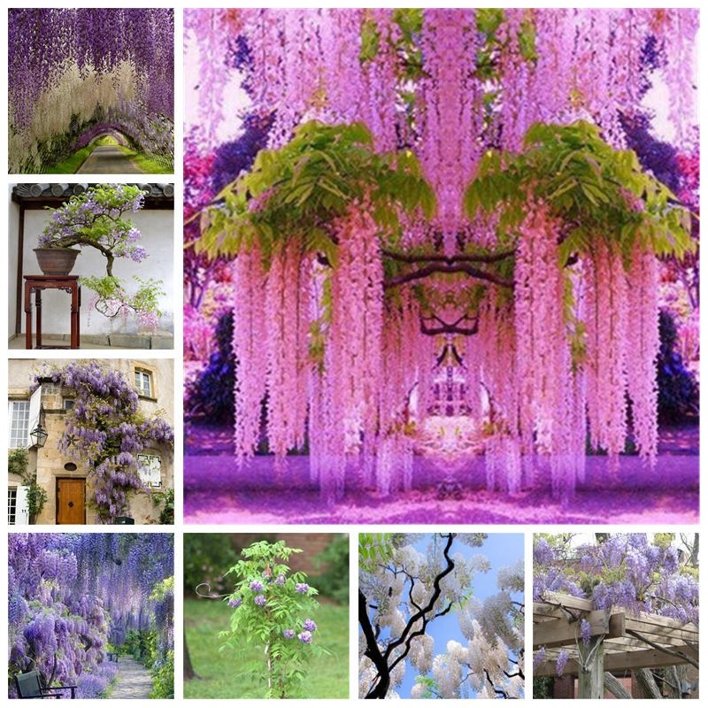 Hot Sale 20 Pcs/ bag Seeds Outdoor Bonsai Wisteria Plant Rare Flower for DIY Home Garden Ornamental Climb Rattan Flore Planting
Hot Sale 20 Pcs/ bag Seeds Outdoor Bonsai Wisteria Plant Rare Flower for DIY Home Garden Ornamental Climb Rattan Flore Planting