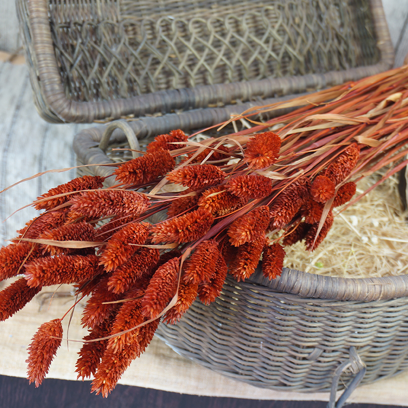 Bunch(1 Bunch=20Pcs) Dried Flowers Bouquets Natural Simulation PlantsFor Home Decoration Living Room Wedding, Multi
Bunch(1 Bunch=20Pcs) Dried Flowers Bouquets Natural Simulation PlantsFor Home Decoration Living Room Wedding, Multi