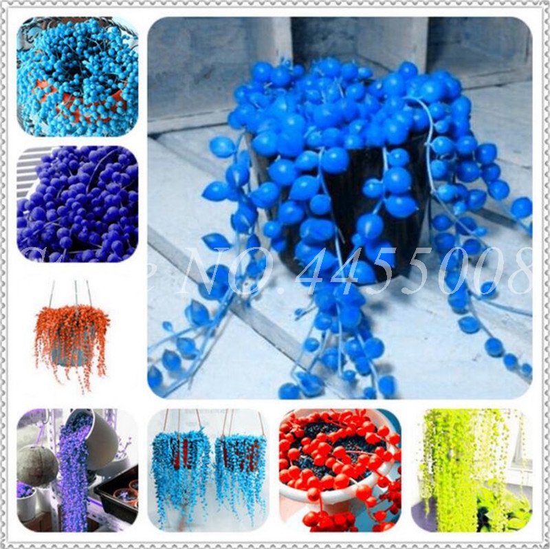 Rounded Bead Pearl Chlorophytum Hanging Bonsai Plants Home Garden Supplies 200 Pcs / Bag Seeds Radiation Protection for Flower Pot
Rounded Bead Pearl Chlorophytum Hanging Bonsai Plants Home Garden Supplies 200 Pcs / Bag Seeds Radiation Protection for Flower Pot