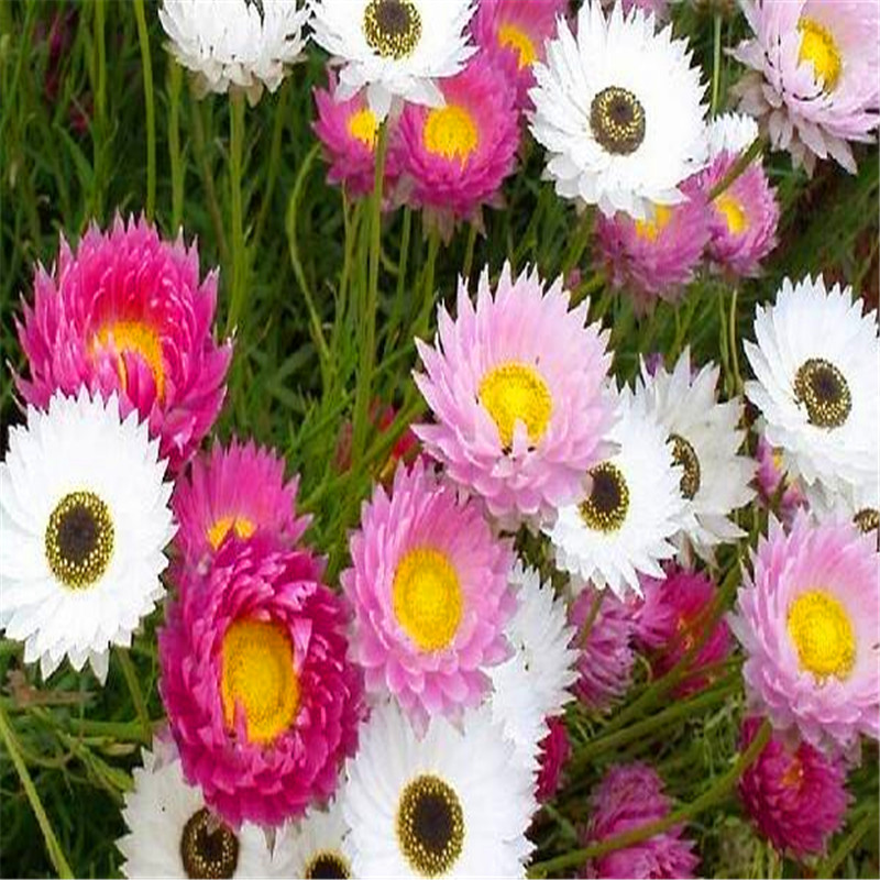 1 pack Original package Golden Pink Wheat straw chrysanthemum bonsai seeds Plant Home Garden Potte Helichrysum bracteatum NO12
1 pack Original package Golden Pink Wheat straw chrysanthemum bonsai seeds Plant Home Garden Potte Helichrysum bracteatum NO12