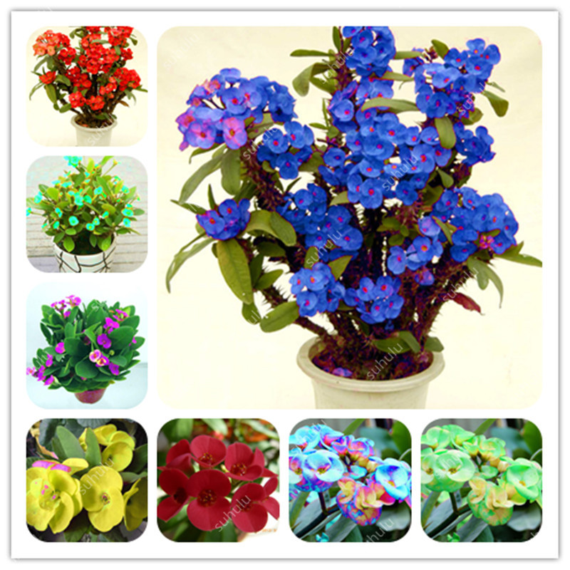 200 Pcs Euphorbia Milii Hybrid Mix Middle Bonsai seeds Colorful Crown Of Thorns Bonsai Graptopetalum Rusbyi Garden Rare Flower Plants
200 Pcs Euphorbia Milii Hybrid Mix Middle Bonsai seeds Colorful Crown Of Thorns Bonsai Graptopetalum Rusbyi Garden Rare Flower Plants