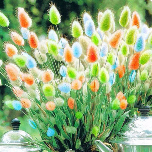 New! 100 Pcs Rabbit Tails Grass Bonsai Plant, Rainbow Ornamental Grasses Bonsai For Home Garden Potted Plants Decor Easy Grow
New! 100 Pcs Rabbit Tails Grass Bonsai Plant, Rainbow Ornamental Grasses Bonsai For Home Garden Potted Plants Decor Easy Grow