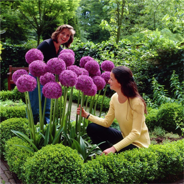 Hot Sale Seeds!100pcs Purple Giant Allium Giganteum Flower false Flower plants A flower pot Bonsai plants for garden balcony decoration
Hot Sale Seeds!100pcs Purple Giant Allium Giganteum Flower false Flower plants A flower pot Bonsai plants for garden balcony decoration