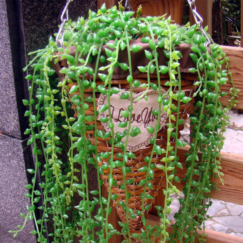 Simulation Succulents Pearls Fleshy Green Vine Flowers Hanging Rattan Wall Artificial Flower Lover Tears Succulent Plants, As pic
Simulation Succulents Pearls Fleshy Green Vine Flowers Hanging Rattan Wall Artificial Flower Lover Tears Succulent Plants, As pic