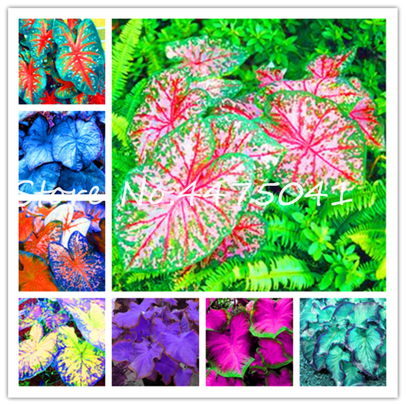 200 Pcs Multiple Colour Thailand Caladium Bonsai plant seeds Of Perennial Rainbow Flower Garden Potted Plant Caladium Diy Home Garden Plant
200 Pcs Multiple Colour Thailand Caladium Bonsai plant seeds Of Perennial Rainbow Flower Garden Potted Plant Caladium Diy Home Garden Plant