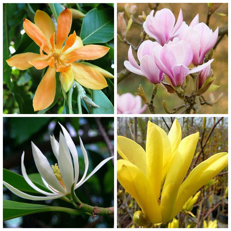 10 Pcs / Bag Mixed Magnolia Subtropical Garden Flower Bonsai Plant For Outdoor,Small,Medium And Large Size Diy Garden Plants
10 Pcs / Bag Mixed Magnolia Subtropical Garden Flower Bonsai Plant For Outdoor,Small,Medium And Large Size Diy Garden Plants