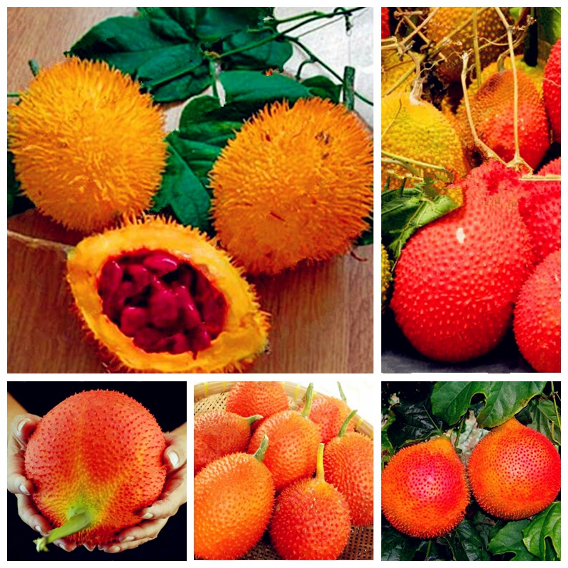 50 pcs Seeds Rare Original Vegetable Balsam Pear bonsai, Bitter Melon pot plant , Vegetable Potted Rare Plant For Home & Garden Decor
50 pcs Seeds Rare Original Vegetable Balsam Pear bonsai, Bitter Melon pot plant , Vegetable Potted Rare Plant For Home & Garden Decor