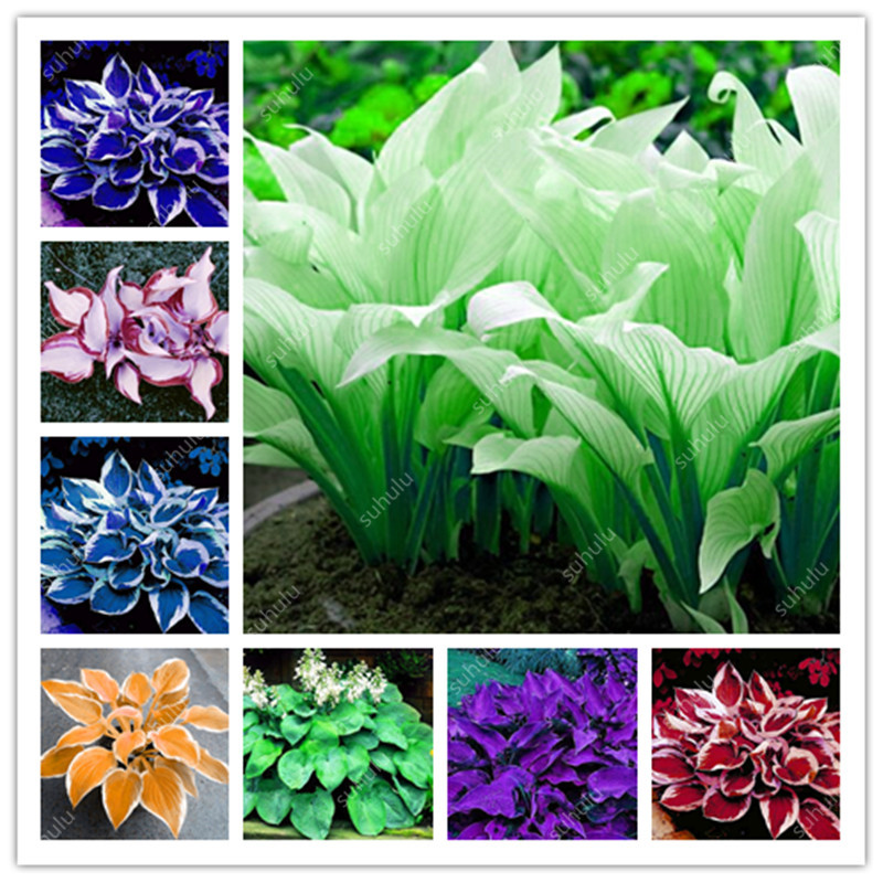 1000 Pcs Bonsai Hosta Plants Mixed Bonsai Jardin Perennials Lily Flower Pot White Lace Diy Home Garden Ground Cover Plant Grass Seeds
1000 Pcs Bonsai Hosta Plants Mixed Bonsai Jardin Perennials Lily Flower Pot White Lace Diy Home Garden Ground Cover Plant Grass Seeds