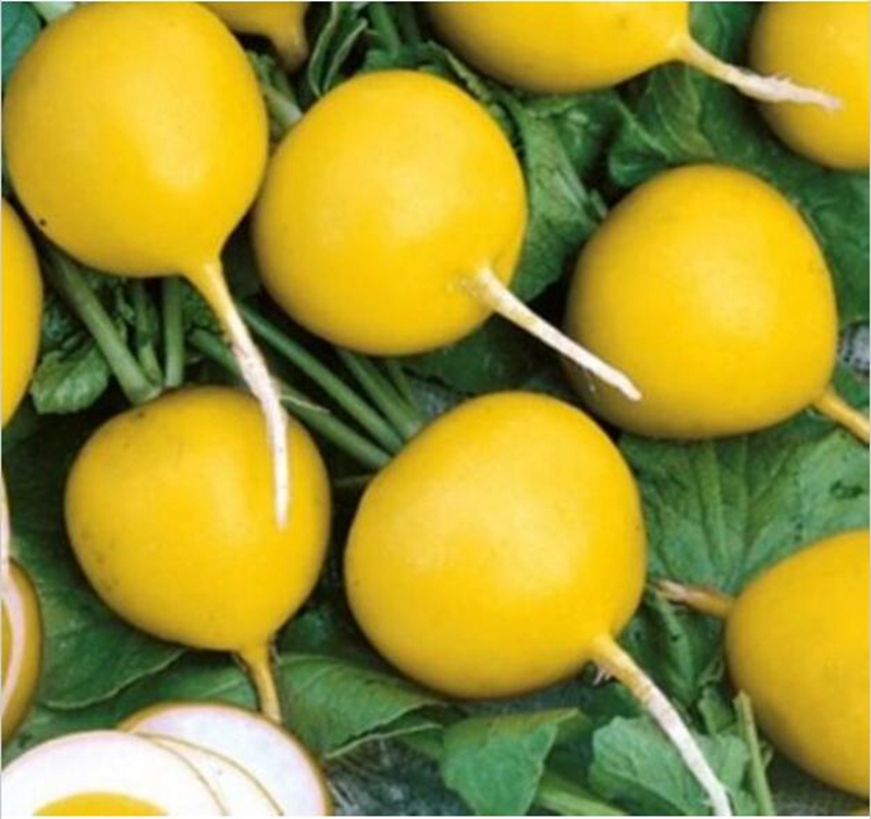 Cheap 500 Pcs Seeds Delicious Yellow Radish Bonsai Vegetable Plants Garden Melon Loseweight Health Fruit Food for Flower Pot Planter
Cheap 500 Pcs Seeds Delicious Yellow Radish Bonsai Vegetable Plants Garden Melon Loseweight Health Fruit Food for Flower Pot Planter