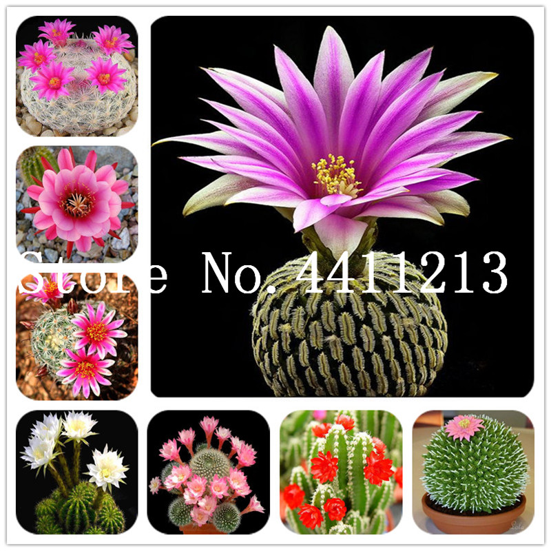 200Pcs Succulent Bonsai plant seeds Echinopsis Tubiflora Flowering Cactus Bonsai Rare Flower plant Perennial Ornamental Mini Plant Succulent
200Pcs Succulent Bonsai plant seeds Echinopsis Tubiflora Flowering Cactus Bonsai Rare Flower plant Perennial Ornamental Mini Plant Succulent
