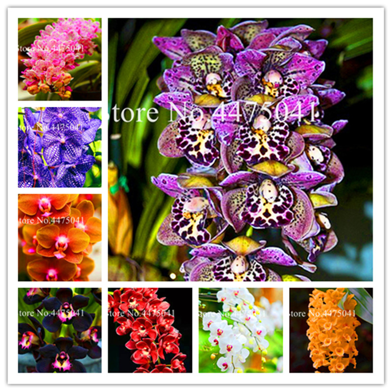 Free Shipping 200 Pcs Unique Colorful Orchid Cymbidium Bonsai plant seeds,Faberi Garden Bonsai Flowering Plants Cymbidium Perennial Flower
Free Shipping 200 Pcs Unique Colorful Orchid Cymbidium Bonsai plant seeds,Faberi Garden Bonsai Flowering Plants Cymbidium Perennial Flower