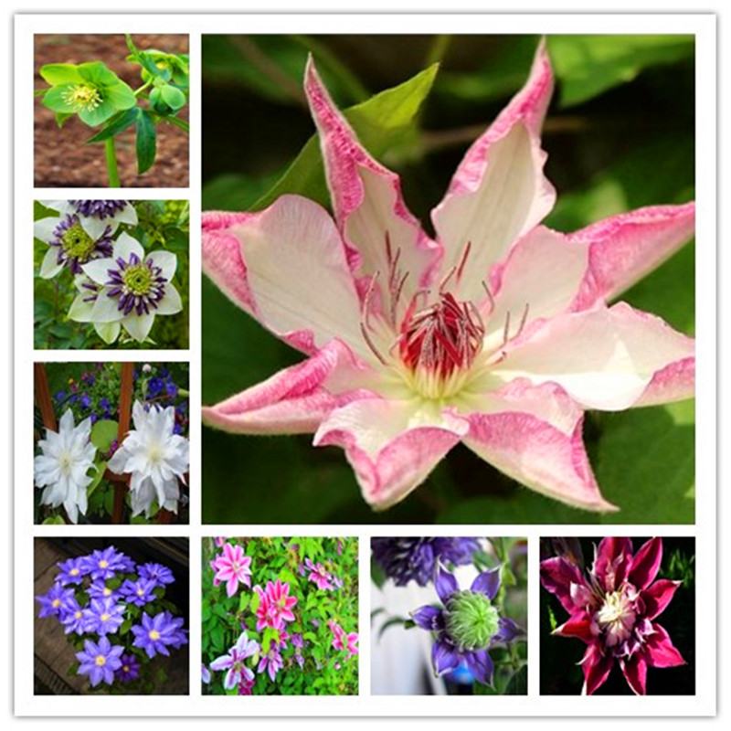 Hot Sale Seeds!100pcs True mixed colors Clematis Decor planters Flower Bonsai plants for garden balcony decoration
Hot Sale Seeds!100pcs True mixed colors Clematis Decor planters Flower Bonsai plants for garden balcony decoration