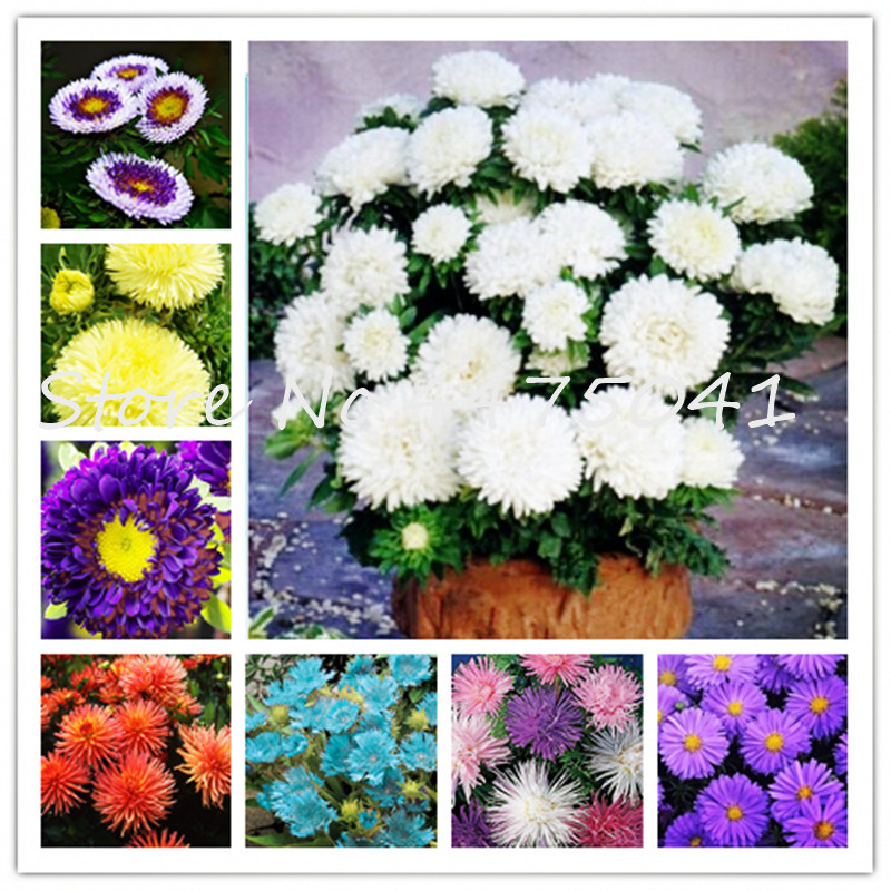 100Pcs Aster Flower Bonsai plant seeds, Colorful Chrysanthemum Perennial Bonsai Flower Potted Plant For Home & Garden Purify Air Resistant
100Pcs Aster Flower Bonsai plant seeds, Colorful Chrysanthemum Perennial Bonsai Flower Potted Plant For Home & Garden Purify Air Resistant