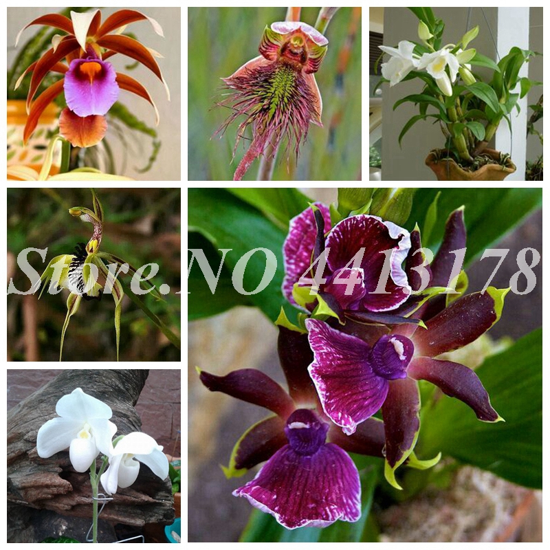 200 pcs/ bag Seeds Mixed Orchid Heirloom Tectorum Bonsai Indoor Ornamental Orquidea Flower Plant for Garden Potted Blooming Plant
200 pcs/ bag Seeds Mixed Orchid Heirloom Tectorum Bonsai Indoor Ornamental Orquidea Flower Plant for Garden Potted Blooming Plant