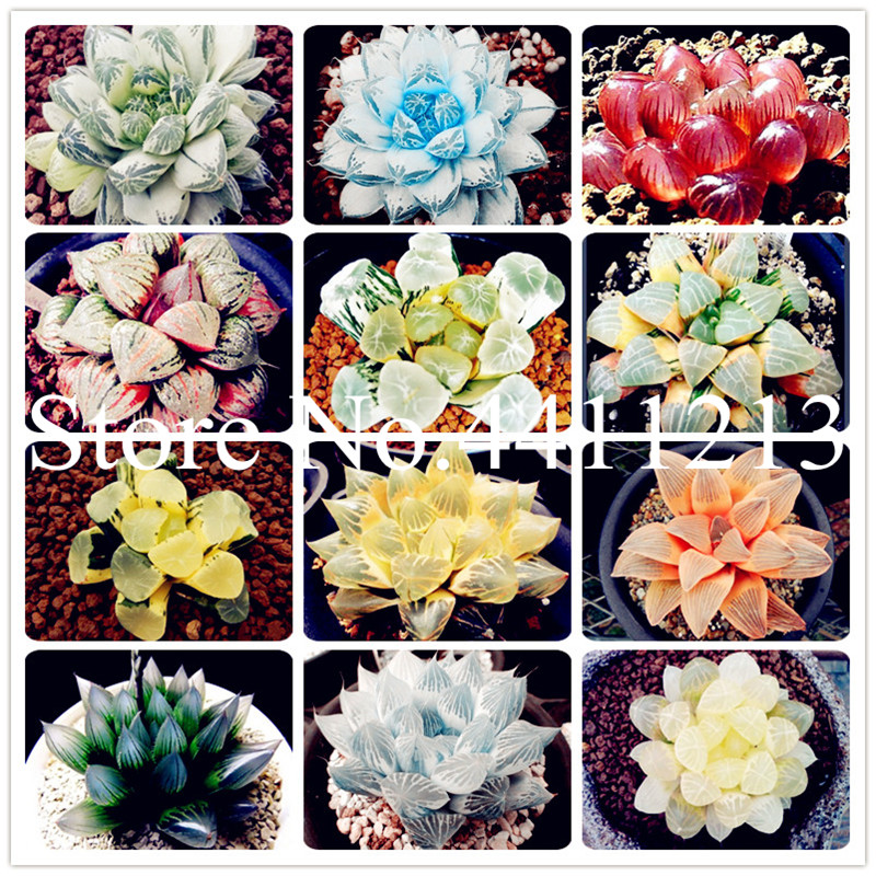 200 pcs 100% authentic Mix Lithops Bonsai plant seeds Succulent Plants rare plants, Bonsai organic Plant Natural Growth for Home and Garden
200 pcs 100% authentic Mix Lithops Bonsai plant seeds Succulent Plants rare plants, Bonsai organic Plant Natural Growth for Home and Garden
