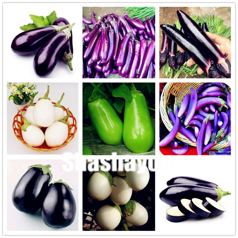 200Pcs Seeds Rare eggplant bonsai flower potted plants delicious garden trees Bonsai sweet Vegetable Plantas home garden Easy to Grow
200Pcs Seeds Rare eggplant bonsai flower potted plants delicious garden trees Bonsai sweet Vegetable Plantas home garden Easy to Grow