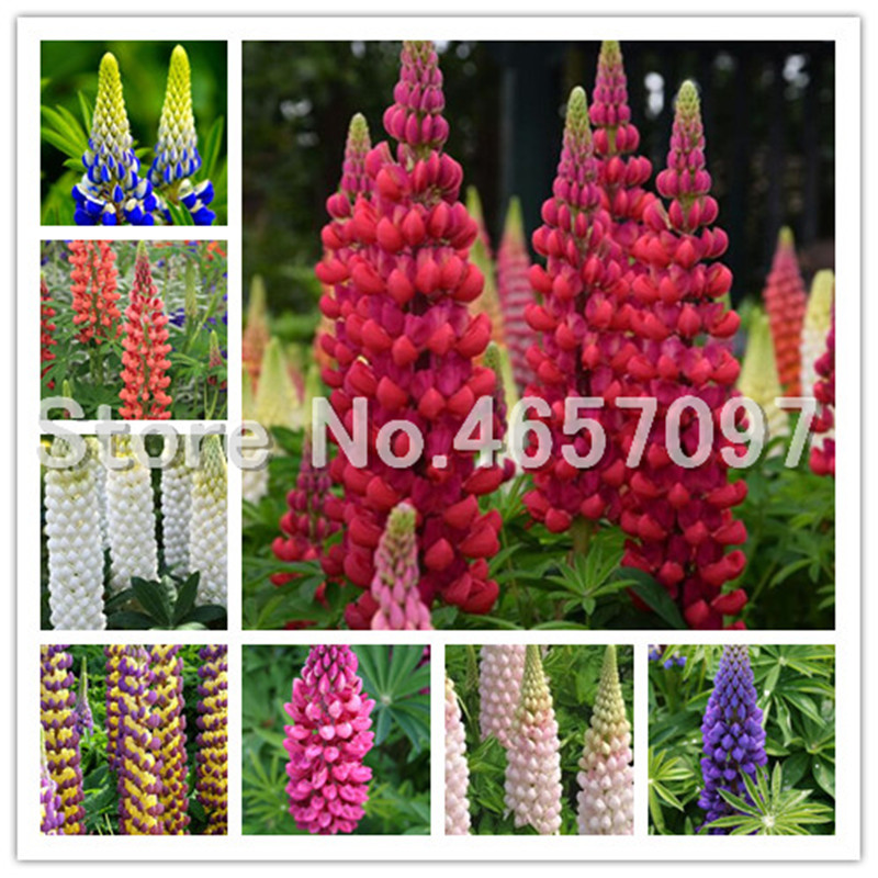 Bonsai 300 Pcs Colorful Rainbow Lupine Plants Russell Lupinus Beauty Flower seeds Ornamental Flowers Diy Home Garden Ornamental Bonsai 
Bonsai 300 Pcs Colorful Rainbow Lupine Plants Russell Lupinus Beauty Flower seeds Ornamental Flowers Diy Home Garden Ornamental Bonsai