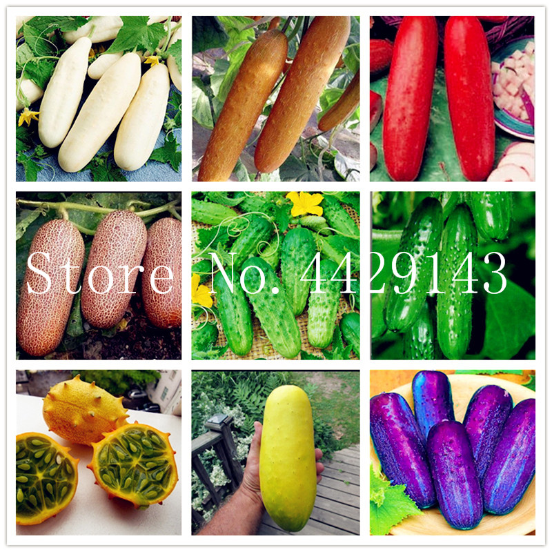 2020 Hot Sale 100 Pcs/bag Cucumber Bonsai, Green Organic Fruits Vegetables Bonsai Non-GMO Cucumber For Home Garden Planting Cucumber seeds
2020 Hot Sale 100 Pcs/bag Cucumber Bonsai, Green Organic Fruits Vegetables Bonsai Non-GMO Cucumber For Home Garden Planting Cucumber seeds