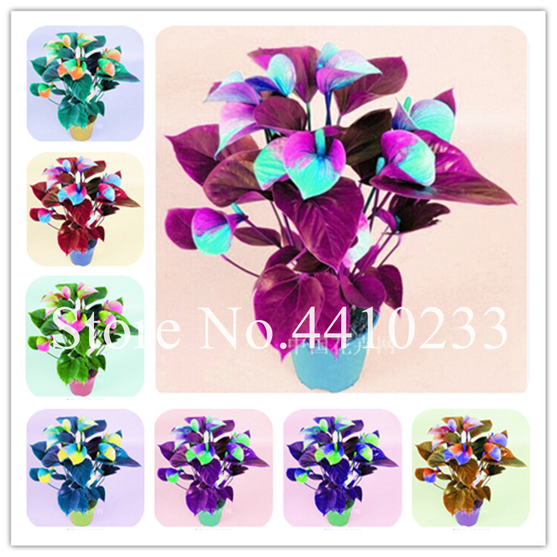 200pcs Bonsai plant seeds Rainbow Anthurium Andraeanum Linden Araceae Perennial Indoor Evergreen Herb Flower Balcony Potted Garden Plant
200pcs Bonsai plant seeds Rainbow Anthurium Andraeanum Linden Araceae Perennial Indoor Evergreen Herb Flower Balcony Potted Garden Plant