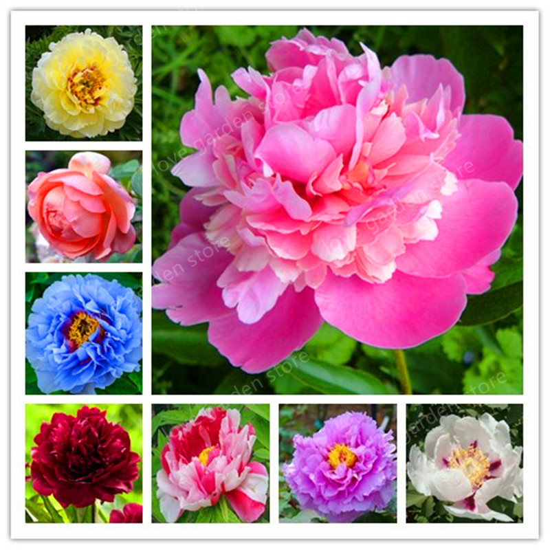 20 Pcs Exotic Double Peony Bonsai,Multicolor Perennial Peony Flower Chinese Paeonia Suffruticosa Plant For Diy Home Garden Flore
20 Pcs Exotic Double Peony Bonsai,Multicolor Perennial Peony Flower Chinese Paeonia Suffruticosa Plant For Diy Home Garden Flore