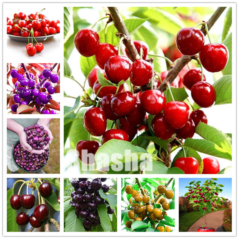 30 pcs Bonsai Dwarf Cherry tree gaint Asilola Cherry fruit potted plants seeds perennial Cerasus pseudocerasus fruit home garden plant
30 pcs Bonsai Dwarf Cherry tree gaint Asilola Cherry fruit potted plants seeds perennial Cerasus pseudocerasus fruit home garden plant