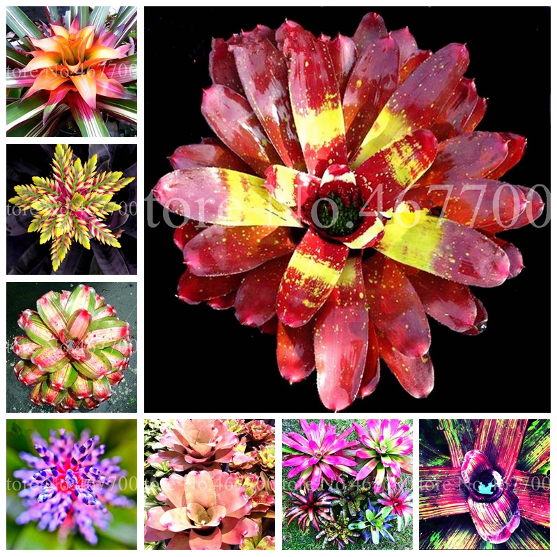 200 Pcs Seeds Bonsai Colorful Bromeliad Bonsai Plants Vegetable Fruit Garden Succulent Mini Cactus Pots Rainbow Children Potted Flower
200 Pcs Seeds Bonsai Colorful Bromeliad Bonsai Plants Vegetable Fruit Garden Succulent Mini Cactus Pots Rainbow Children Potted Flower