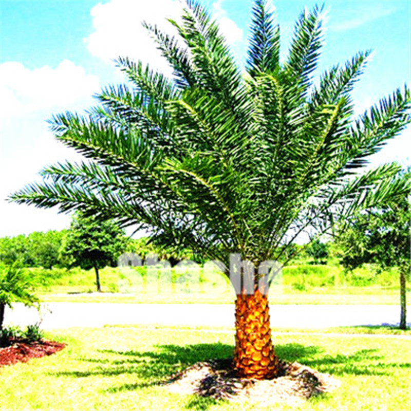 Shipping 50 Pcs/Bag Palm bonsai seeds Diy Plant For Home Garden Decoration Bonsai Plants Tree bonsais Plantas Purify The Air
Shipping 50 Pcs/Bag Palm bonsai seeds Diy Plant For Home Garden Decoration Bonsai Plants Tree bonsais Plantas Purify The Air