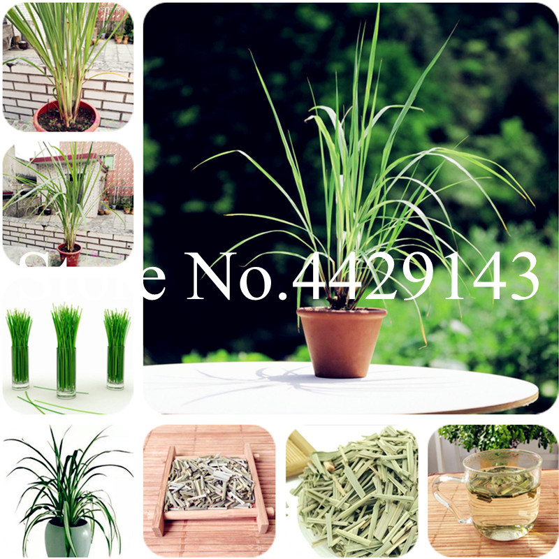 Free Shipping 500Pcs Lemon Grass Bonsai plant seeds Herb Edible Lemongrass Kitchen Vegetable Medicinal Use graines legumes potager Easy Grow
Free Shipping 500Pcs Lemon Grass Bonsai plant seeds Herb Edible Lemongrass Kitchen Vegetable Medicinal Use graines legumes potager Easy Grow