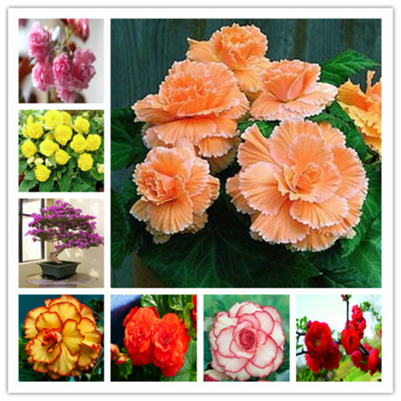 2020 Hot sale New Arrival seeds Christmas plant flowers Potted gift, 100 Pcs/bag Decor Beautiful Begonia Flower Potted Bonsai
2020 Hot sale New Arrival seeds Christmas plant flowers Potted gift, 100 Pcs/bag Decor Beautiful Begonia Flower Potted Bonsai