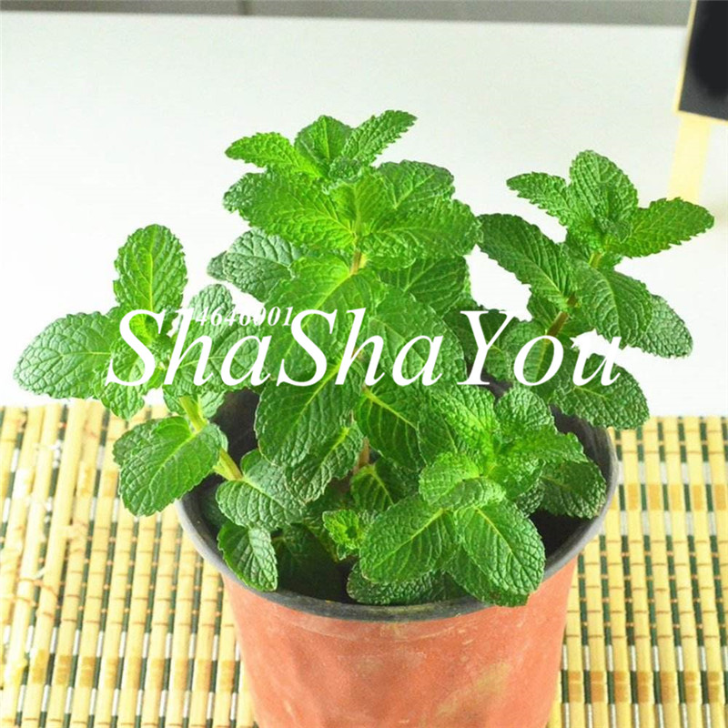 1000 Pcs Seeds Green Perfume Mint Bonsai Potted Perennial Herb Edible Organic Planta Vegetables Aromatic Plant For Home & Garden
1000 Pcs Seeds Green Perfume Mint Bonsai Potted Perennial Herb Edible Organic Planta Vegetables Aromatic Plant For Home & Garden