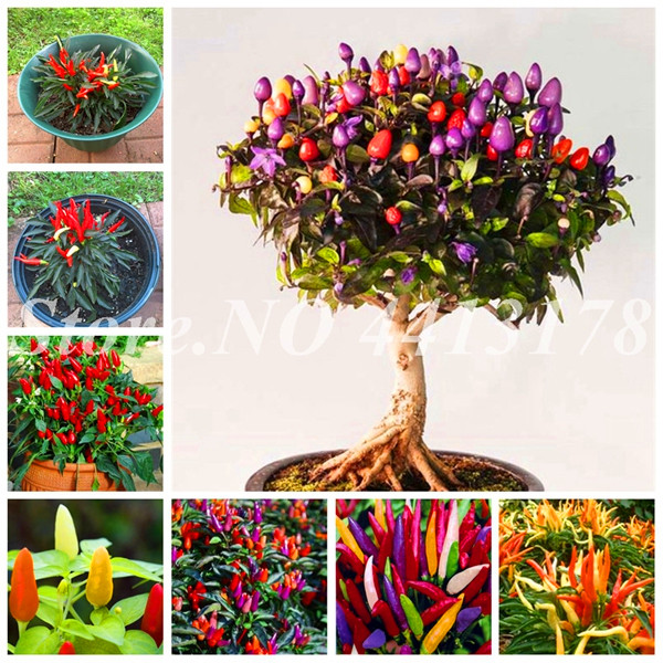 300 pcs/ bag Seeds Giant Spices Spicy Red Chili Hot Pepper Exotic Potted Bonsai Garden Vegetables Plant for Flower Pot Planters Easy to Grow
300 pcs/ bag Seeds Giant Spices Spicy Red Chili Hot Pepper Exotic Potted Bonsai Garden Vegetables Plant for Flower Pot Planters Easy to Grow