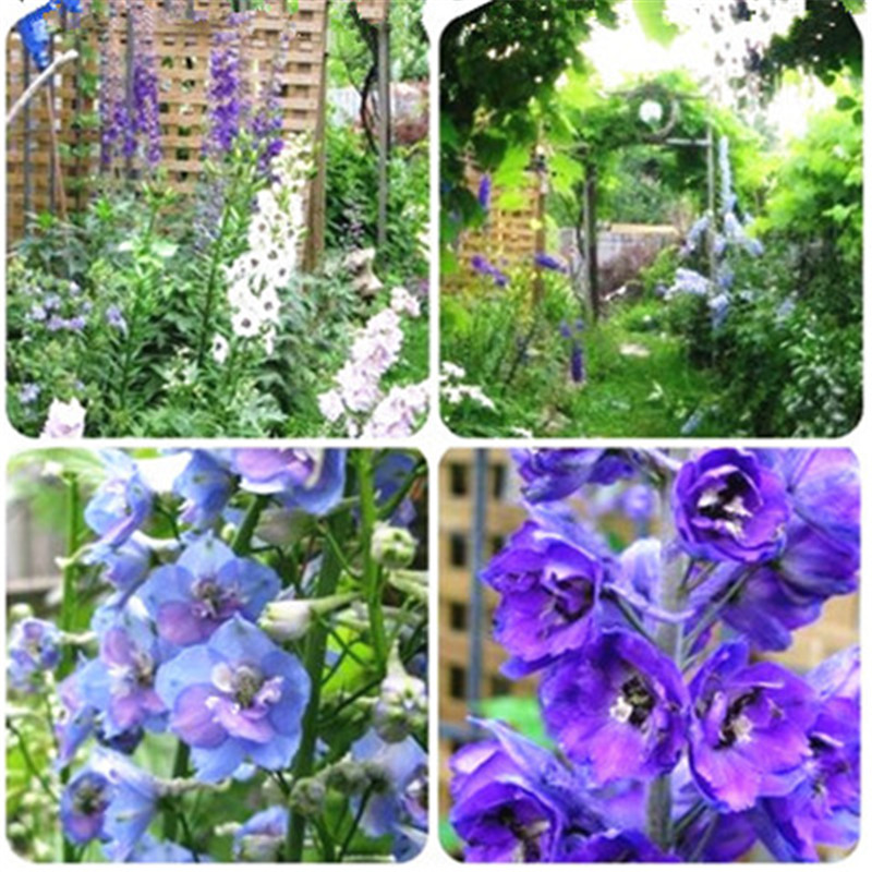 Flower Bonsai seeds100 Pcs Delphinium Mix Giant Delphinium Cultorum Potted Garden Flowers Plant Outdoor & Indoor Ornamental Sementes
Flower Bonsai seeds100 Pcs Delphinium Mix Giant Delphinium Cultorum Potted Garden Flowers Plant Outdoor & Indoor Ornamental Sementes
