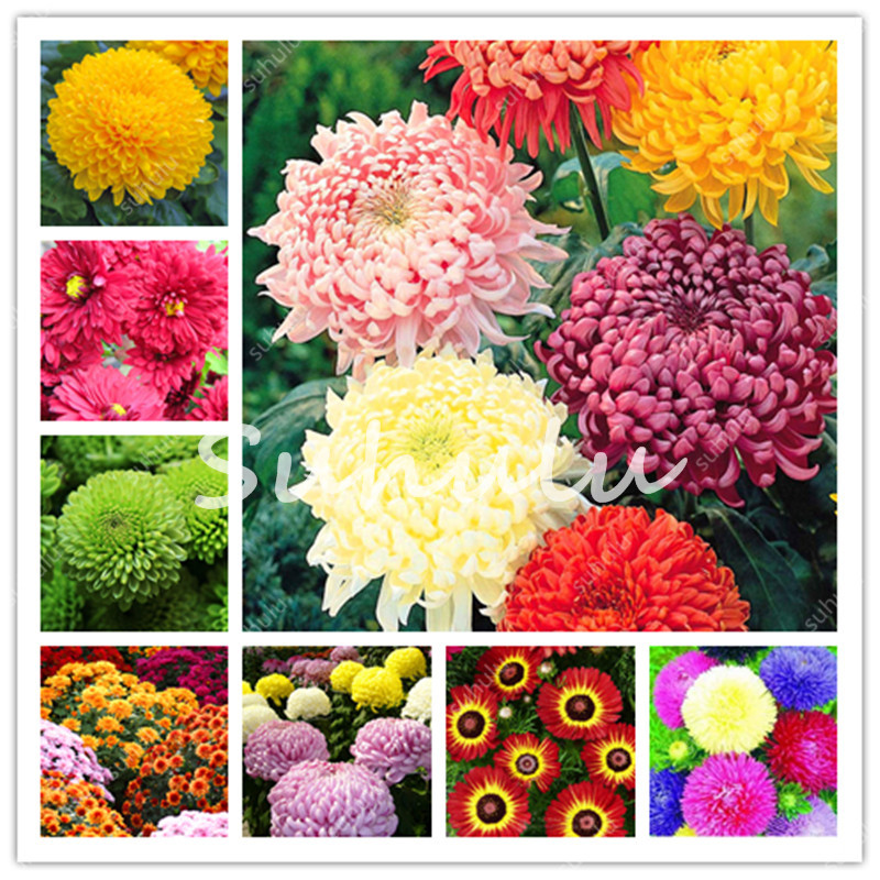 1000 pcs bag Ground Cover Chrysanthemum seeds Garden, Chinese Aster Perennial Bonsai Flower Flores Daisy Potted Plant For Home Garden
1000 pcs bag Ground Cover Chrysanthemum seeds Garden, Chinese Aster Perennial Bonsai Flower Flores Daisy Potted Plant For Home Garden