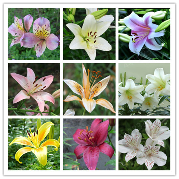 Bonsai 100 Pcs Mixed Bonsai Jardin Perennials Lily Flower Pot Bonsai White Lace Diy Home Garden Ground Cover Garden Plant
Bonsai 100 Pcs Mixed Bonsai Jardin Perennials Lily Flower Pot Bonsai White Lace Diy Home Garden Ground Cover Garden Plant