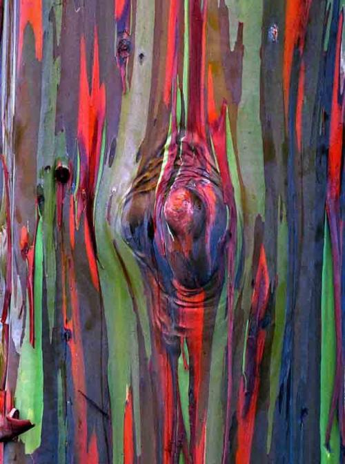 200 Pcs Seeds Rare Rainbow Eucalyptus bonsai tree Ornamental flower plants Giant Showy Tropical Tree For Garden Planting Outdoor Bonsai Gift
200 Pcs Seeds Rare Rainbow Eucalyptus bonsai tree Ornamental flower plants Giant Showy Tropical Tree For Garden Planting Outdoor Bonsai Gift