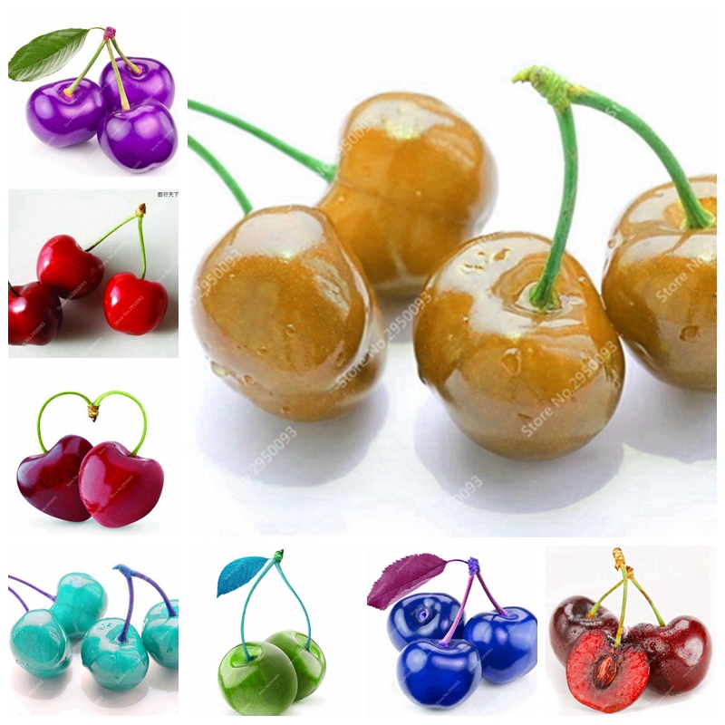 20 pcs/ bag Mini Cherry Bonsai Flores Tree Organic Outdoor Juciy Fruit Natural Growth Plantas Pot for Home Garden Planting
20 pcs/ bag Mini Cherry Bonsai Flores Tree Organic Outdoor Juciy Fruit Natural Growth Plantas Pot for Home Garden Planting