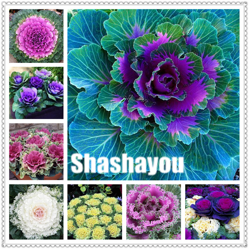 200 Pcs/Bag Seeds Kale Bonsai Flowering Ornamental Cabbage Bonsai Plant Flowering In Bonsai Or Pot Garden Edible Non-GMO vegetables
200 Pcs/Bag Seeds Kale Bonsai Flowering Ornamental Cabbage Bonsai Plant Flowering In Bonsai Or Pot Garden Edible Non-GMO vegetables