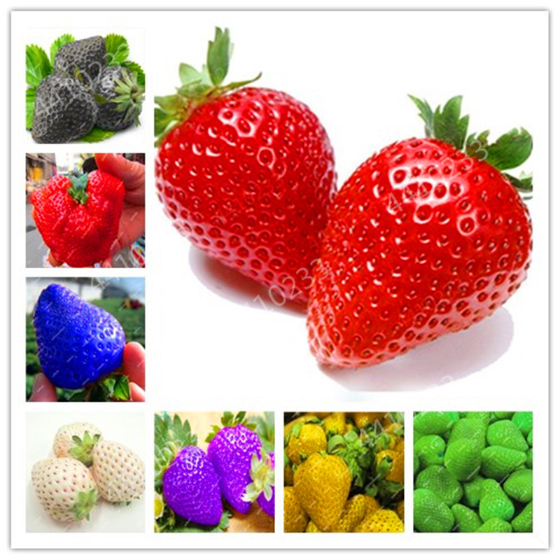 Hot sale! 100 pcs Rare strawberry plants, giant strawberry Organic fruit flores vegetables Non GMO bonsai pot home garden plant
Hot sale! 100 pcs Rare strawberry plants, giant strawberry Organic fruit flores vegetables Non GMO bonsai pot home garden plant
