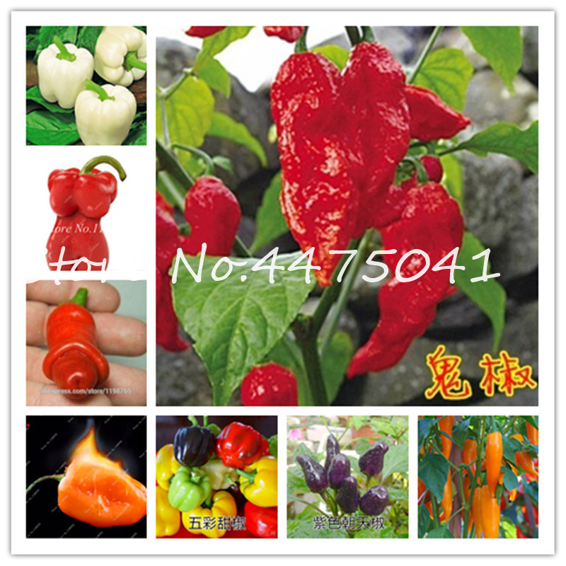 1000Pcs Many Kinds Pepper Bonsai plant seeds Giant Chili Spicy Bonsai Sweet Pepper Carolina Reaper Hot Chilli Vegetable Bonsai Potted Plant
1000Pcs Many Kinds Pepper Bonsai plant seeds Giant Chili Spicy Bonsai Sweet Pepper Carolina Reaper Hot Chilli Vegetable Bonsai Potted Plant