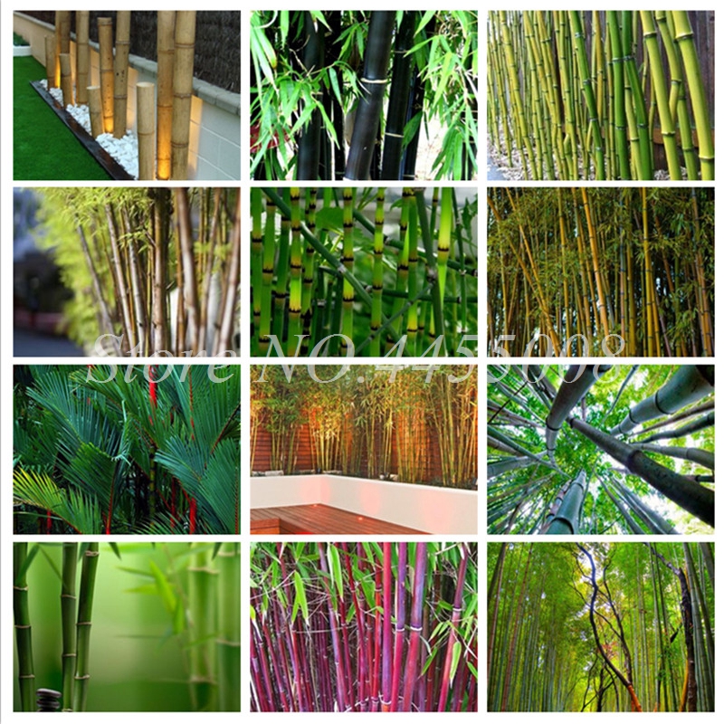 100PCS Seeds Bamboo Phyllostachys Pubescens Rare Giant Bamboo bonsai Bambusa Lako Tree Home Garden Plant for Flower Pot Planters
100PCS Seeds Bamboo Phyllostachys Pubescens Rare Giant Bamboo bonsai Bambusa Lako Tree Home Garden Plant for Flower Pot Planters