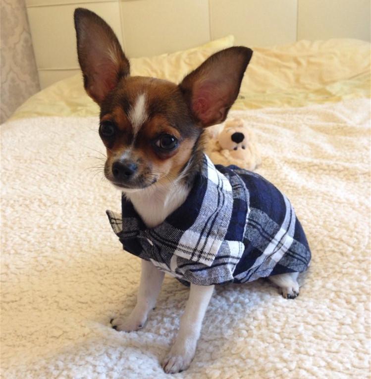 Summer Pet Dog Clothes for Small Dogs Fashion Cotton Cat Dog T-shirt Vest Puppy Clothing Chihuahua Yorkshire Shirts Pets Product, Green
Summer Pet Dog Clothes for Small Dogs Fashion Cotton Cat Dog T-shirt Vest Puppy Clothing Chihuahua Yorkshire Shirts Pets Product, Green